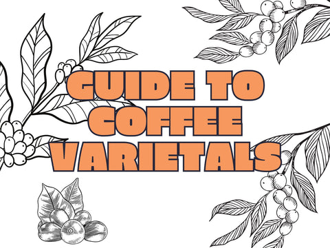 Coffee Varietals: A Guide And Varietals Explained