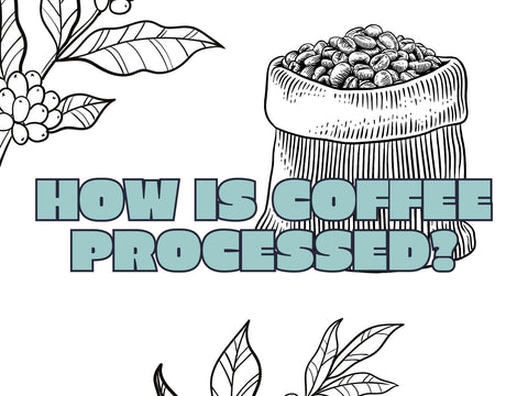 How Is Coffee Processed?