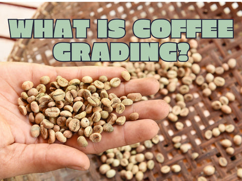 What Is Coffee Grading?
