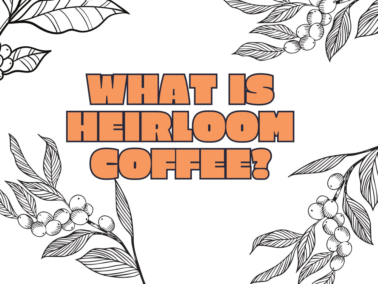 What is Heirloom Coffee? Curiosity Coffee