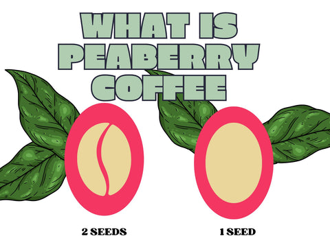 What is Peaberry Coffee? Guide To These Special Beans