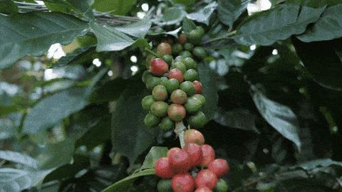 Green coffee beans being grown, harvested and roasted